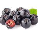 아로니아 이미지