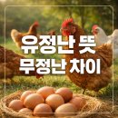 더나은쇼핑유통 | 유정란뜻 알고 계신가요? 비싼 유정란이 저렴한 무정란보다 나은 진짜 이유