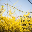 개나리문구 이미지