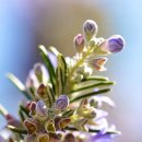 로즈마리 이미지