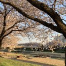 해미천 | 서산 벚꽃 축제 명소 해미천 개화시기 2026 다녀온후기