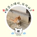 럭키스테이 | 남양주 묘적사 템플스테이 후기, 고양이와 함께하는 휴식형 2