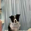 코디애견샵 | 위례 강아지 용품점 라피네몽 내돈내산 방문 후기🌸