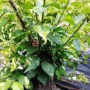 한솔농원 이미지