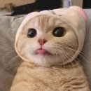 나만 없어 고양이 이미지