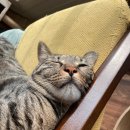 여주-0415 | 11월 15일 - 11월 21일의 시니(포키신상/이삭토스트/소대창/오리주물럭/좋은데이 신상)