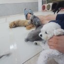 댕댕가르텐 강아지애견유치원호텔 이미지