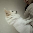 깡아지미용실 | 맨날 피곤한 강아지 사진첩🐶🤎