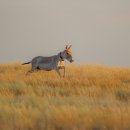 카자흐스탄의 멸종 위기에 처한 쿨란(야생당나귀)의 귀환 이미지