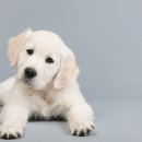 하슬라동물병원 이미지