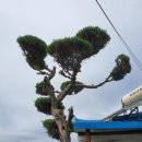 우두하리길 이미지