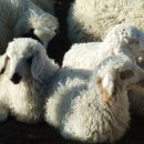 알타이항공(주) 이미지