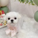 윤애견미용 이미지