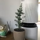 위니아딤채 서부산월드 | [기록] 퓨리케어공기청정기, 딤채쁘띠