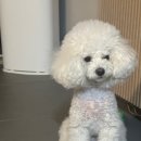 봉자마켓 | [피키펫] 한의사가 만든 강아지 슬개골 영양제 니, 산패 걱정 없는 겔스틱 솔직급여후기