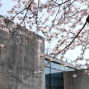 자기치아살리기드림플란트치과의원 이미지