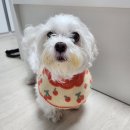 멋스럽개 이미지