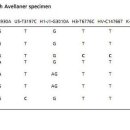 Ancient DNA suggests the leading role played by men in the Neolithic dissemination 2011 이미지