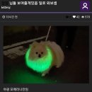 일로-19 Daum카페