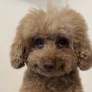 웃으면복이와요 이미지