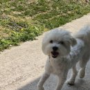 폴링인독 이미지