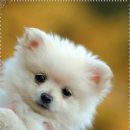 드림동물병원 이미지