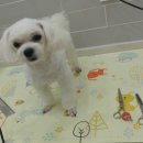 엘케이동물의료센터 이미지