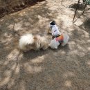 강서하이동물병원 이미지