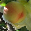 감곡농장 이미지