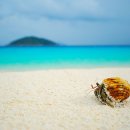 푸켓투어-시밀란섬 스노클링투어시 만나는 집게(Hermit Crab) 이미지