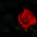 장미농원 이미지