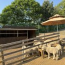 철탑목장 이미지