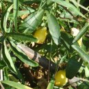 느티나무하우스 이미지