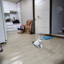 냥이를 사랑하는 멍멍이 | 수원 무마취고양이미용 : 냥이를 사랑하는 멍멍이 후기