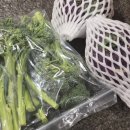 스틱브로콜리 추천! 제주직송 진미팜 베이비브로콜리 콜라비 후기