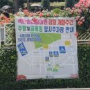 설렘송이 | 2026 부천 장미축제 백만송이장미원 방문후기