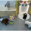 하이몽몽 이미지