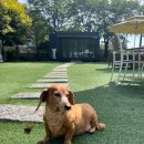 힐링애견 이미지