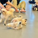 다시사랑받개 이미지