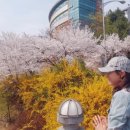 정평천 | 수지 벚꽃 명소 / 2025년 정평천 &#34;벚꽃&#34; 축제 일정(+벚꽃 뷰 가게 링크 포함)