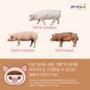 금돼지 - 북구 밤실로 212-1 | 금돼지