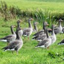 꿈이있는목장 이미지