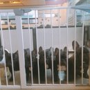 밥달라개