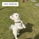 5931 | 파주:: 천연잔디와 포토존이 잘 되어있는 애견카페 플루프 솔직후기