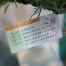 선플라워리