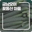 금남오이꽃동산마을 | 금남오이 꽃동산 마을, 경북 우수농산물 금남 가시오이