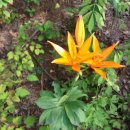 산유화농장 이미지