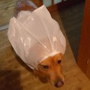 산책하는 강아지 이미지