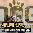 원독 | 세종시 강아지분양 원독 후기 ,청주에서 크림 포메라니안 셋째 입양기