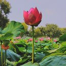 모든 중생은 폭력을 무서워하고 죽음을 두려워한다. 이미지